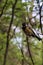 Parus major. Earlier summer in the forest on the island of Yagry in Severodvinsk. A mottled woodpecker on a tree trunk