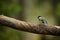 Parus major. Wildlife of Finland. Beautiful picture. Karelia. From bird life.