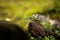 Parus major. Wildlife of Finland. Beautiful picture. Karelia. From bird life.