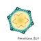 Parvovirus b19 particle structure