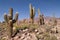 Pasacana Cactus in Northern Argentina