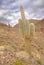 Pasacana Cactus in Northern Argentina