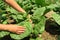 pasching tobacco on a tobacco farm. woman removes side shoots on tobacco