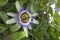 Pasiflora Passiflora, also called `Flower of Passion`