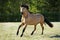 Paso fino horse stallion galloping free in summer ranch