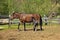 Paso Fino Mare Horse and Her Cute Colt