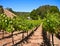 Paso Robles Vineyard, California