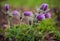 Pasque or anemone flowers in sunny spring forest