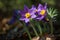 Pasque or anemone flowers in sunny spring forest