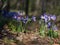 Pasque or anemone flowers in sunny spring forest