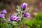 Pasque or anemone flowers in sunny spring forest