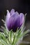 Pasque flower