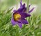 Pasque Flower