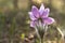 Pasque flower, anemone, pulsatilla backlit blooming in forest