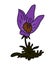 Pasque flower illustration vector isolated