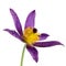 Pasque flower isolated