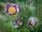 Pasque Flower (Pulsatilla patens) Blooms