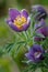 Pasque Flower (Pulsatilla patens) Glows