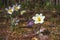 Pasque-flower snowdrop flower forest spring sunlight