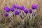 pasque flowers (Pulsatilla grandis) with drops of water, beautiful spring flower