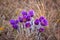 pasque flowers (Pulsatilla grandis) with drops of water, beautiful spring flower