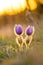 Pasque pulsatilla flower. Spring blossom on the sunset background, blooming meadow. Nice detail, colorful bokeh.