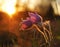 Pasque wild flower in evening light