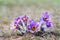 Pasque Wild Flower Group