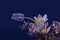 Pasqueflower on darkblue background