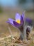 Pasqueflower- Pulsatilla grandis