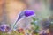 Pasqueflowers blooming at spring in the forest