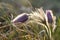 Pasqueflowers (Pulsatilla patens) on the field during the golden hour