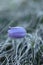 Pasqueflowers (Pulsatilla patens) on the field with grass.