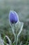 Pasqueflowers (Pulsatilla patens) on the field with grass.