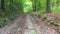 Passage on an abandoned road in the forest