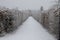 The passage through the castle bosquet along the natural park sidewalk on both sides is arched by hornbeams. French historic garde