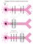 Passage of the Nerve Impulse through the Axon Infographic Diagram