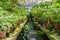 A passage in an old greenhouse, where on both sides there are stone tables covered with moss