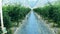 Passage between rows of growing tomatoes in the greenery