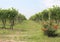 Passage between rows of wine stock at vineyard with roses