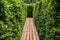 Passage through tree hedge