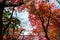 Passage way to Tofukuji Temple During Autumn