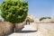 Passageway with a beautiful tree inside the memorial complex of Khoja Bahauddin Nakshband, Bukhara, Uzbekistan