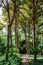 Passageway in tropical park with big tree and small pavilion in