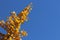 Passenger airliner flies high in the blue sky. Unraveled autumn yellow foliage on a tree on a punishment frame greeting card.