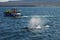 Passenger boat and swimming whale sea landscape photo