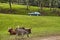 Passenger car with visitors passing by the enclosure with zebras and watussi cattle