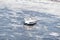 Passenger Ferry crosses the frozen St Lawrence river from Levis to Quebec City