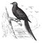 Passenger Pigeon or Wild Pigeon Ectopistes migratorius, vintage engraving