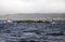 Passenger ships in Beagle Channel, Argentina